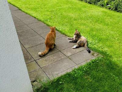 Terrassenwohnung kaufen in 5201 Seekirchen (Bild 3)