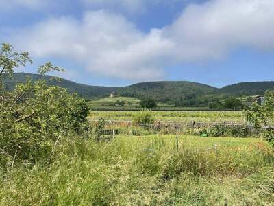 Grundstück kaufen in 2504 Sooß