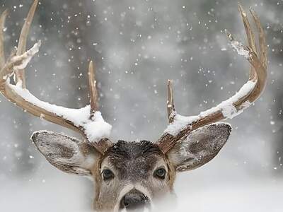 Jagd- und Forstwirtschaft kaufen in 9565 Reichenau (Bild 5)