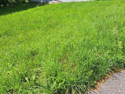 Grundstück kaufen in 4111 Walding (Bild 5)