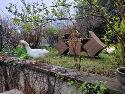 Wohnung mieten in 1190 Wien