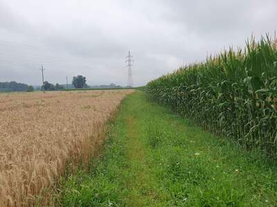 Land- und Forstwirtschaft kaufen in 5231 Schalchen