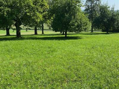 Grundstück kaufen in 4209 Engerwitzdorf (Bild 3)