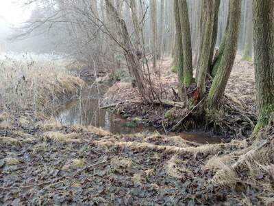 Teich- und Fischwirtschaft kaufen in 3902 Vitis (Bild 2)