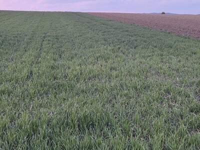 Gewerbeobjekt kaufen in 3388 Mannersdorf