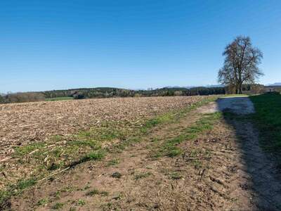 Grundstück kaufen in 4652 Steinerkirchen (Bild 4)