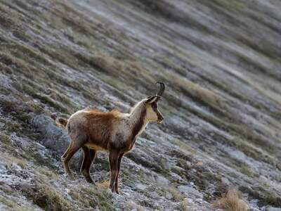Gewerbeobjekt kaufen in 9800 Spittal