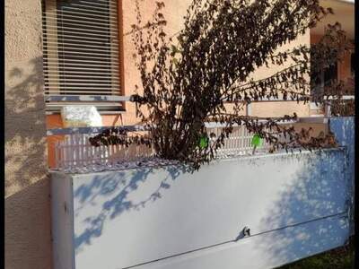 Wohnung provisionsfrei mieten in 5400 Hallein