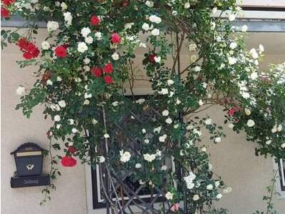 Apartment provisionsfrei mieten in 9135 Bad Eisenkappel