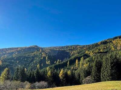 Jagd- und Forstwirtschaft kaufen in 9400 Wolfsberg (Bild 1)