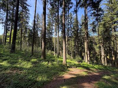 Grundstück kaufen in 4906 Eberschwang