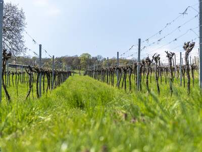 Grundstück kaufen in 3400 Klosterneuburg (Bild 1)