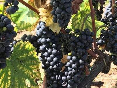 Haus kaufen in 7570 Barcs (Bild 4)