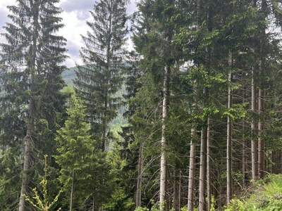 Gewerbeobjekt kaufen in 8921 Landl