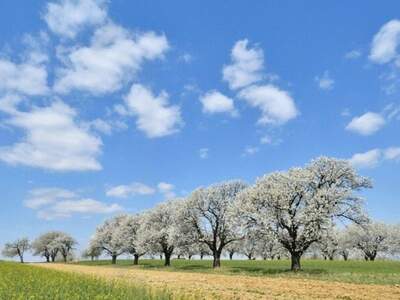 Grundstück kaufen in 9587 Riegersdorf (Bild 1)