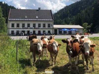 Gewerbeobjekt kaufen in 8630 Mariazell