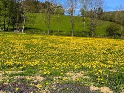 Grundstück kaufen in 3263 Perwarth