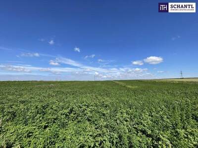 Grundstück kaufen in 2440 Moosbrunn (Bild 3)