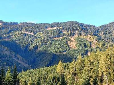 Jagd- und Forstwirtschaft kaufen in 9400 Wolfsberg (Bild 2)