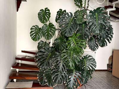 Haus mit Garten kaufen in 2042 Guntersdorf (Bild 2)