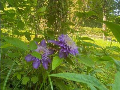 Haus kaufen in 9220 Velden (Bild 4)