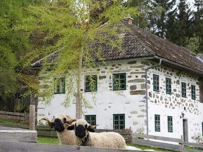 Bauernhaus kaufen in 4191 Vorderweißenbach
