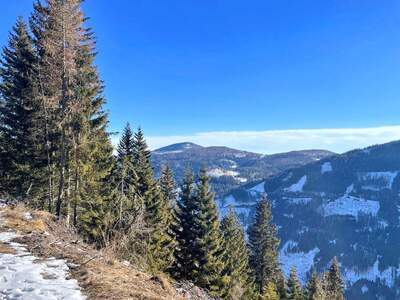 Jagd- und Forstwirtschaft kaufen in 9565 Reichenau (Bild 4)