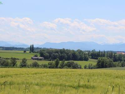 Grundstück kaufen in 4491 Niederneukirchen (Bild 4)