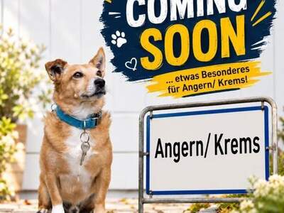 Haus kaufen in 3506 Angern