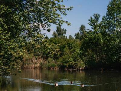 Grundstück kaufen in 5201 Seekirchen (Bild 5)