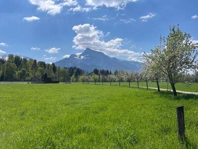 Grundstück kaufen in 5020 Salzburg (Bild 4)