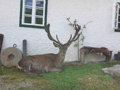 Gewerbeobjekt kaufen in 3340 Waidhofen