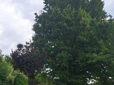 Grundstück kaufen in 4111 Walding (Bild 4)