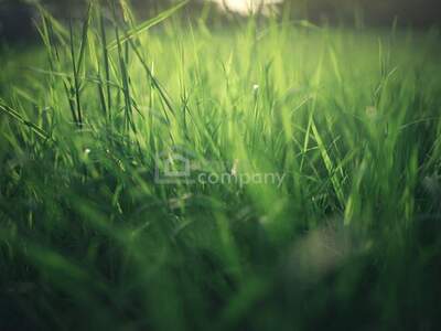 Grundstück kaufen in 2272 Ringelsdorf