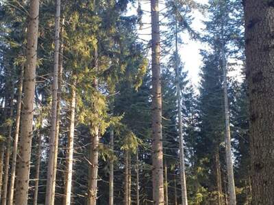 Gewerbeobjekt kaufen in 2852 Hochneukirchen