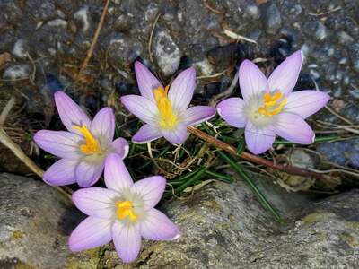Apartment provisionsfrei mieten in 8630 Steiermark