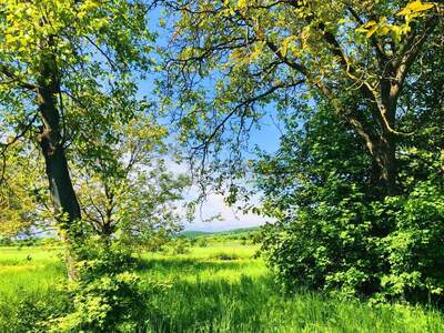 Grundstück kaufen in 7091 Breitenbrunn