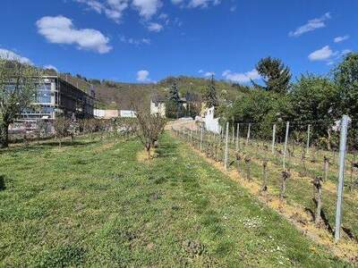 Grundstück kaufen in 2103 Langenzersdorf (Bild 2)