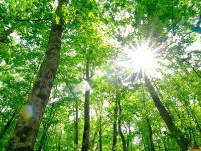 Anlageobjekt kaufen in 4020 Linz (Bild 3)