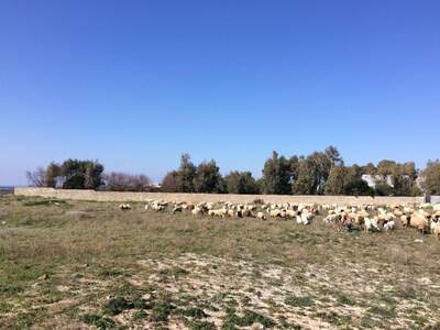 Haus mit Garten kaufen in 73048 Nardo´ (Bild 3)