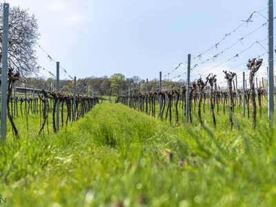 Grundstück kaufen in 3400 Klosterneuburg
