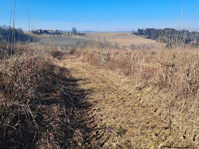 Gewerbeobjekt kaufen in 4942 Wippenham