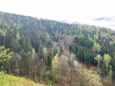 Gewerbeobjekt kaufen in 8010 Graz