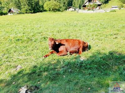 Grundstück kaufen in 4724 Neukirchen