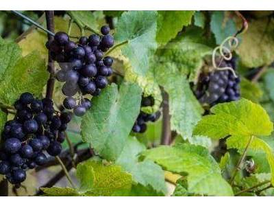 Wohnung kaufen in 2511 Pfaffstätten