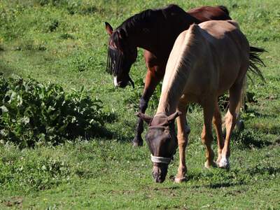 Grundstück kaufen in 9241 Wernberg (Bild 3)