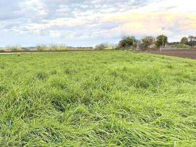 Grundstück kaufen in 8454 Arnfels