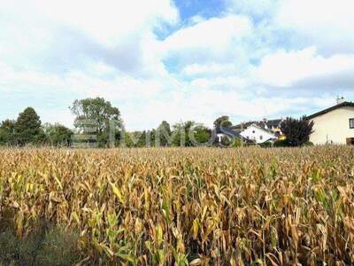 Reihenhaus kaufen in 3104 Harland (Bild 4)