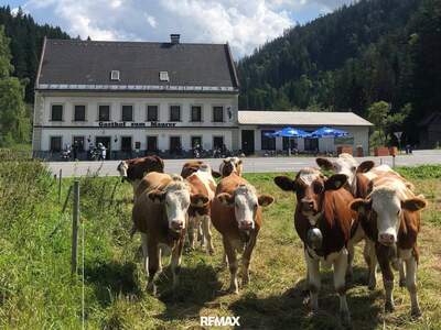 Gewerbeobjekt kaufen in 8630 Mariazell