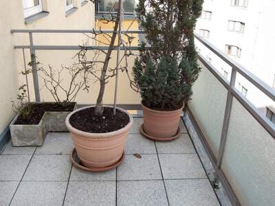 Apartment provisionsfrei mieten in 1060 Wien